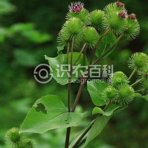 柑橘黄叶症状示例3