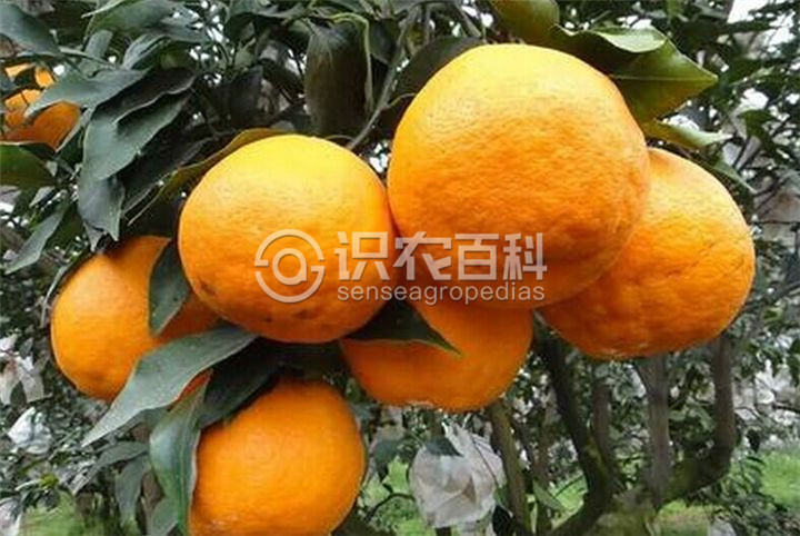 柑橘黄叶症状示例2