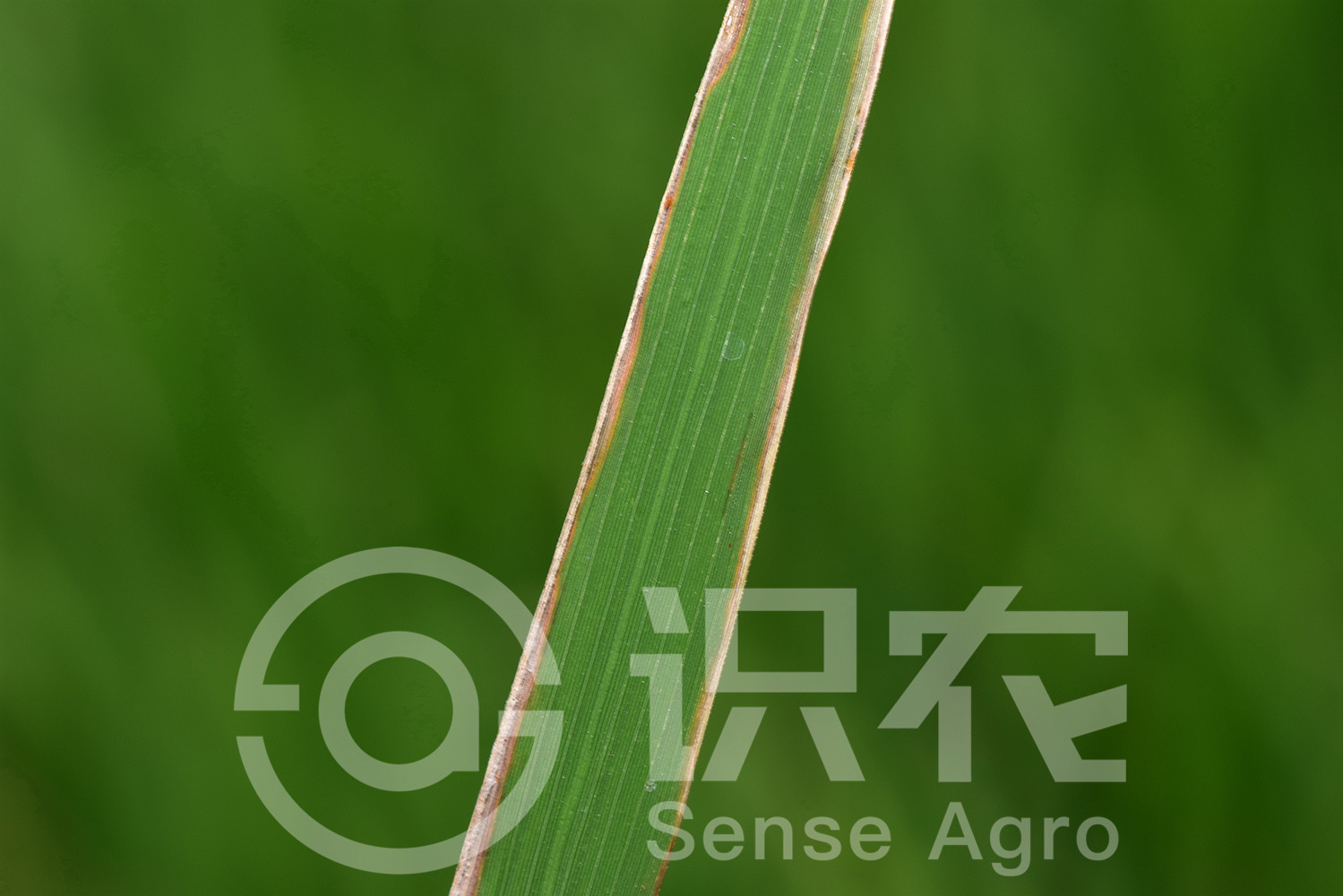 柑橘黄叶症状示例3
