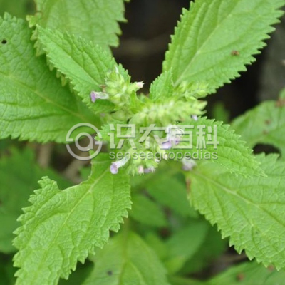 穗花香科科
