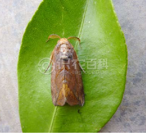 柑橘黄叶症状示例1