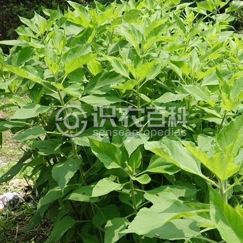 柑橘黄叶症状示例1