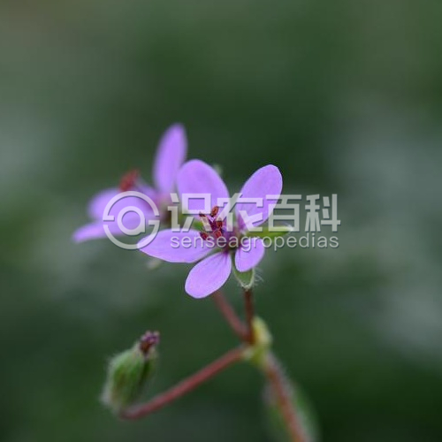 柑橘黄叶症状示例2