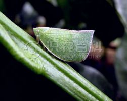 柑橘黄叶症状示例0