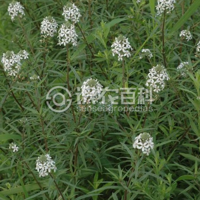狭叶珍珠菜
