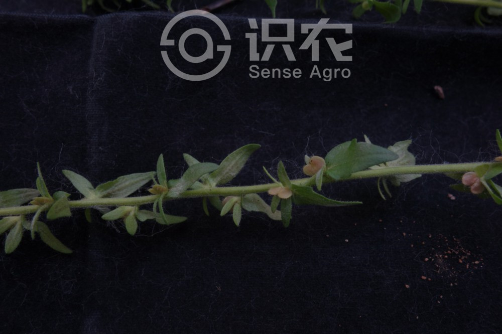 柑橘黄叶症状示例4
