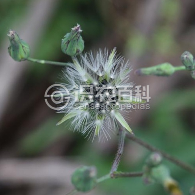 台湾翅果菊