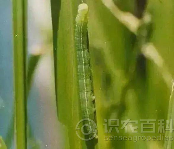 柑橘黄叶症状示例1