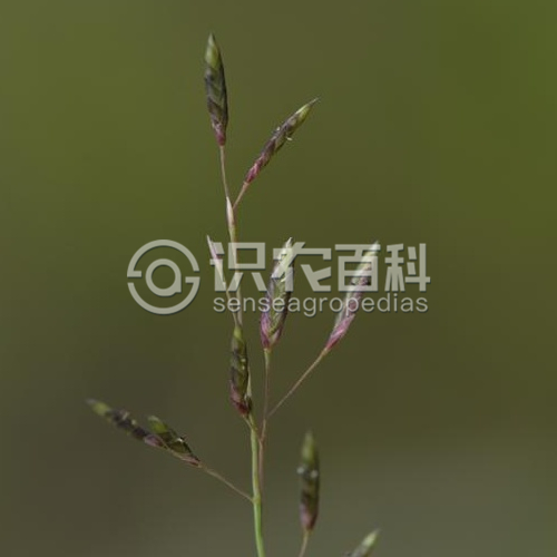 柑橘黄叶症状示例3