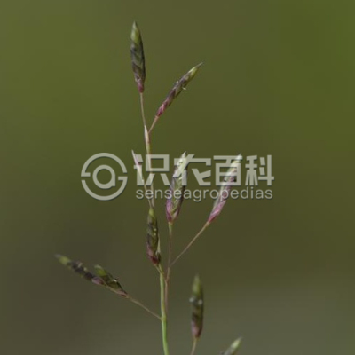 珠芽画眉草