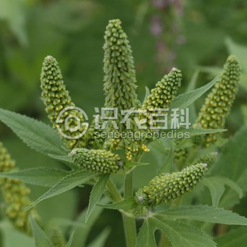柑橘黄叶症状示例3