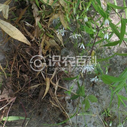 柑橘黄叶症状示例2