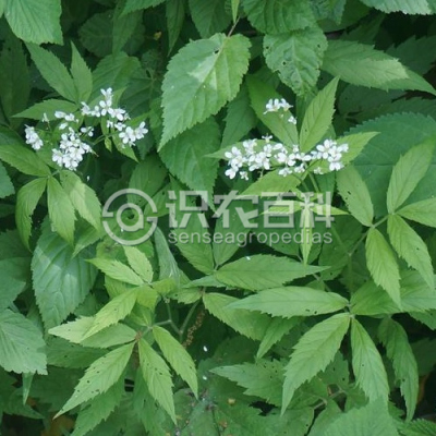 白花碎米荠