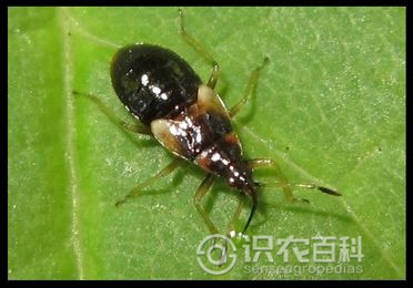 柑橘黄叶症状示例4