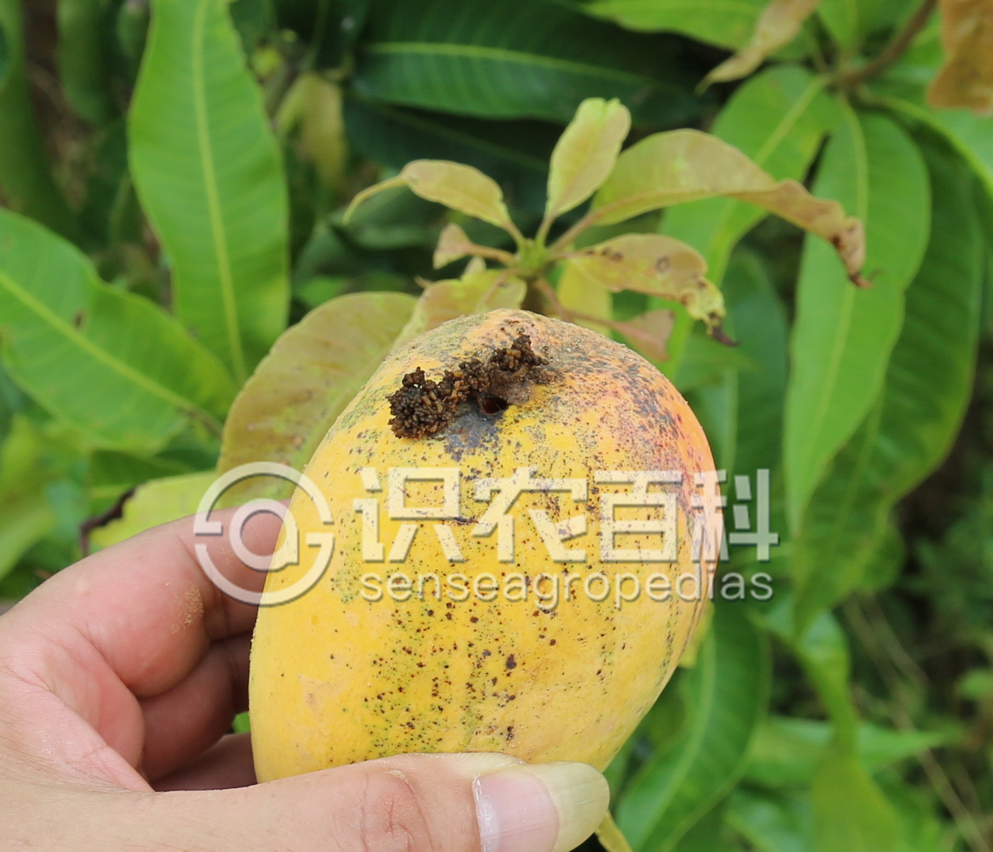 柑橘黄叶症状示例1