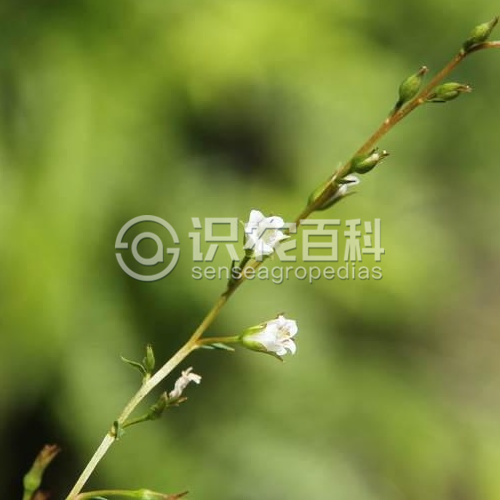 柑橘黄叶症状示例1
