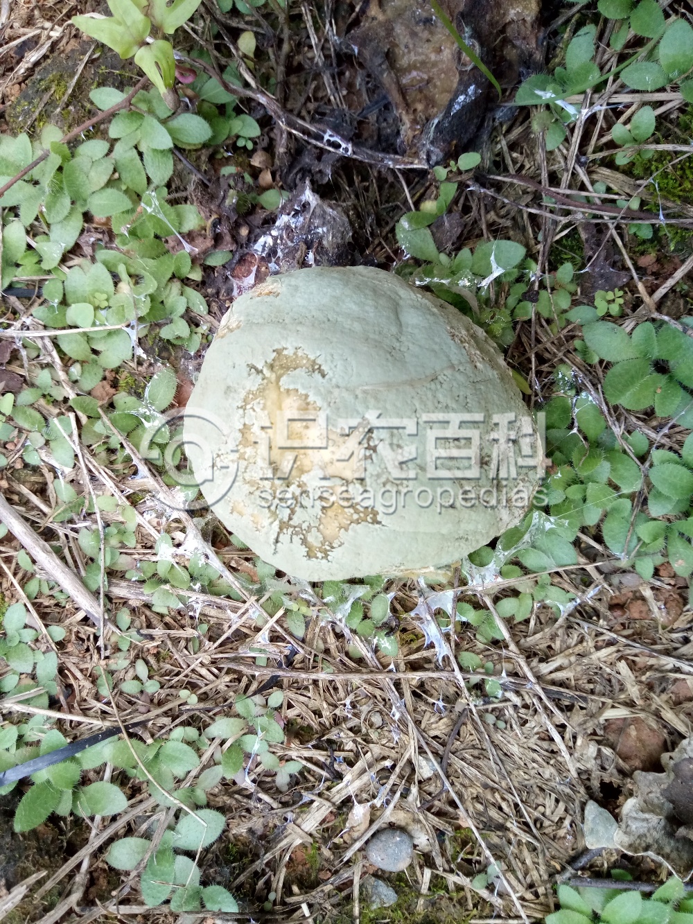 柑橘黄叶症状示例3