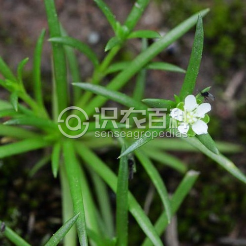 柑橘黄叶症状示例1