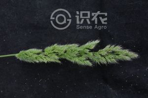 柑橘黄叶症状示例0