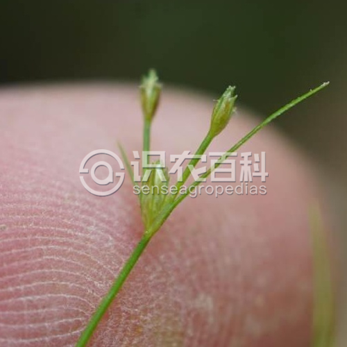 柑橘黄叶症状示例1