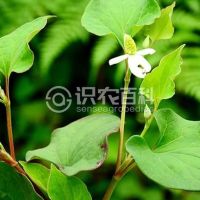 柑橘黄叶症状示例0