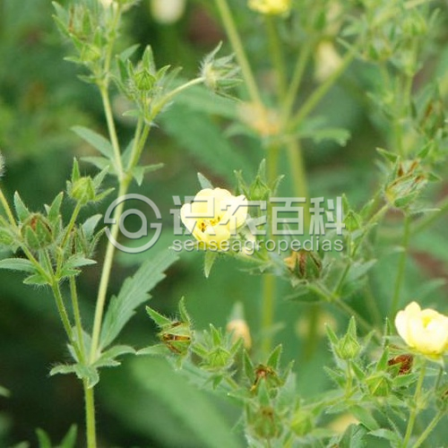 柑橘黄叶症状示例2