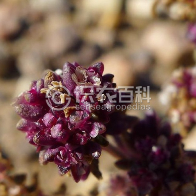 白茎盐生草
