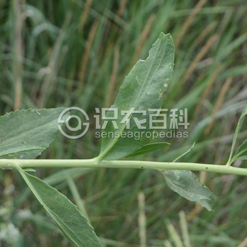 柑橘黄叶症状示例1
