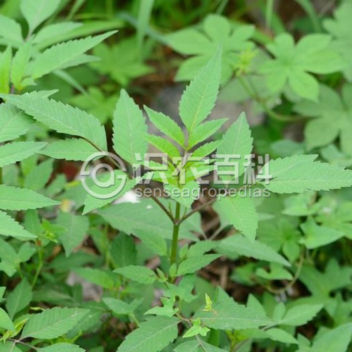 柑橘黄叶症状示例2