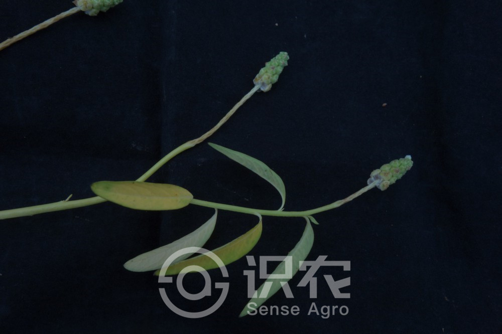 柑橘黄叶症状示例5