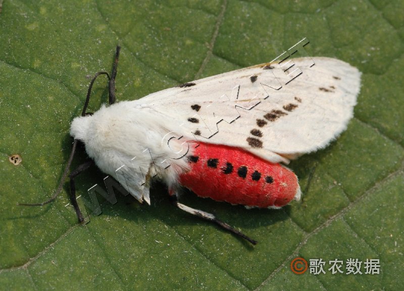 柑橘黄叶症状示例1