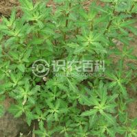 柑橘黄叶症状示例0