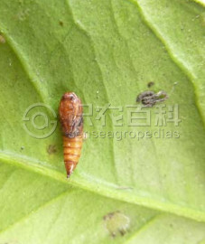 拟后黄卷叶蛾