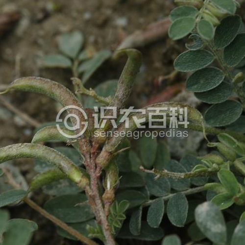 柑橘黄叶症状示例1