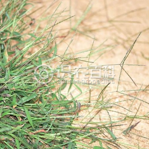 柑橘黄叶症状示例1