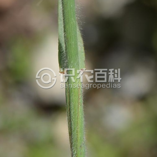 柑橘黄叶症状示例2