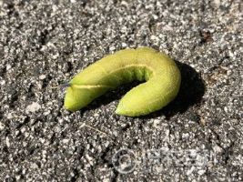 柑橘黄叶症状示例0