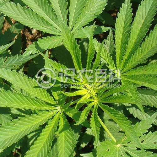 柑橘黄叶症状示例2