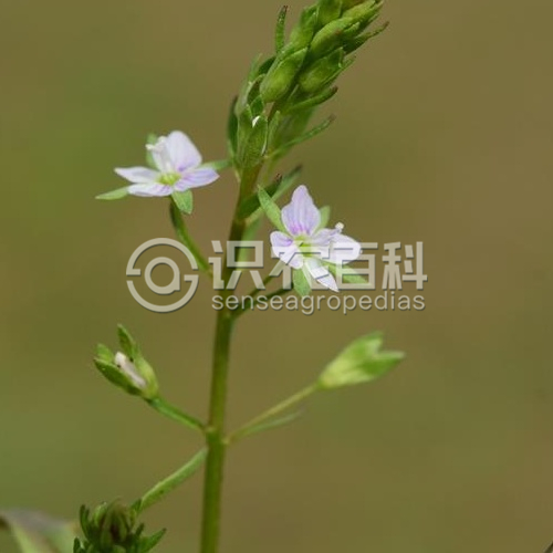 柑橘黄叶症状示例2