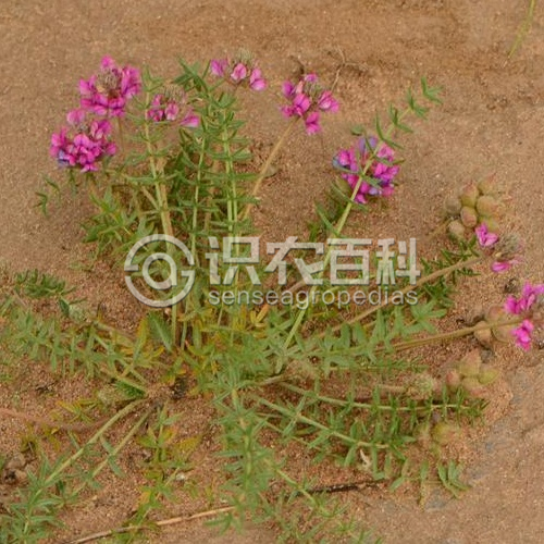 柑橘黄叶症状示例2