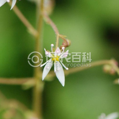 虎耳草