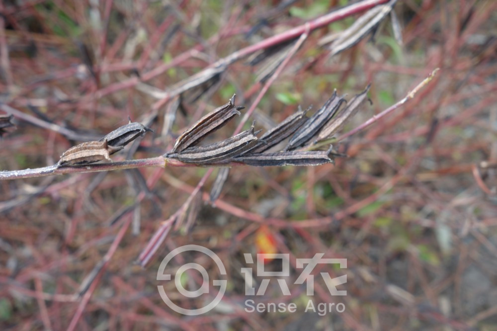 柑橘黄叶症状示例2
