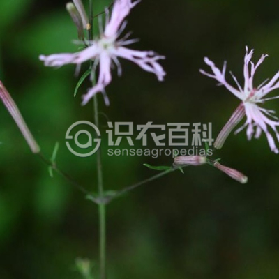 鹤草