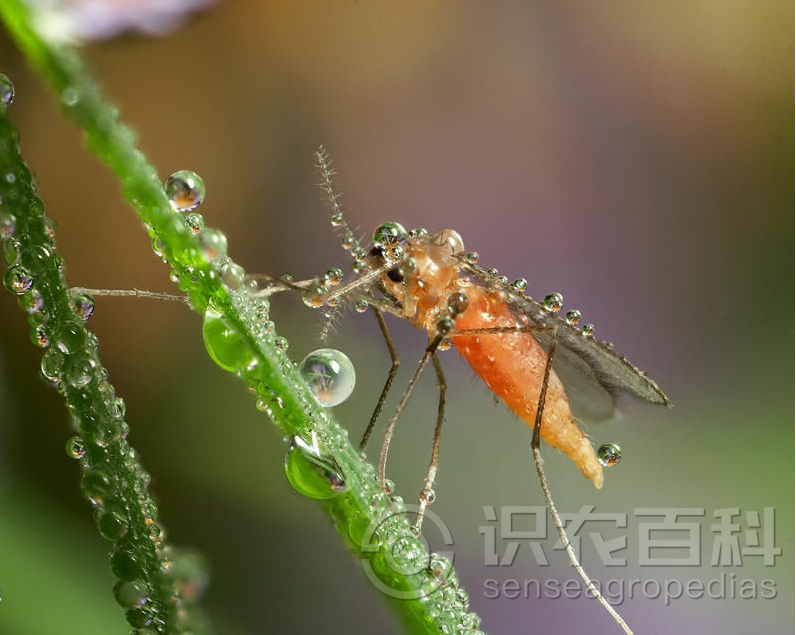 柑橘黄叶症状示例3