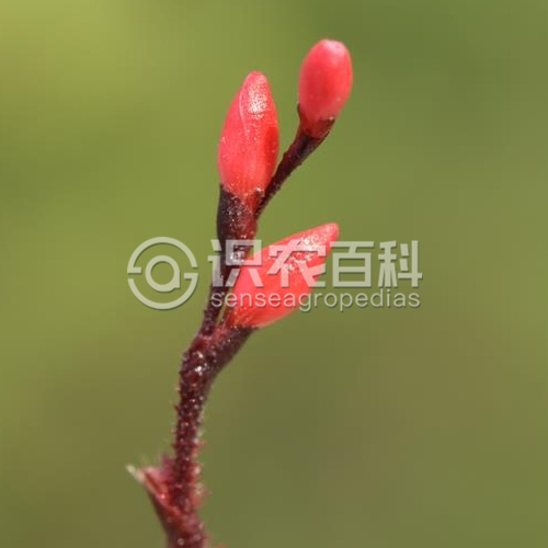 柑橘黄叶症状示例4