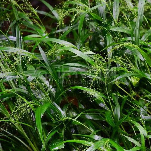 柑橘黄叶症状示例1
