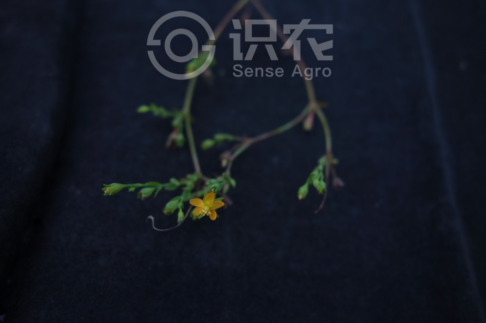 柑橘黄叶症状示例4