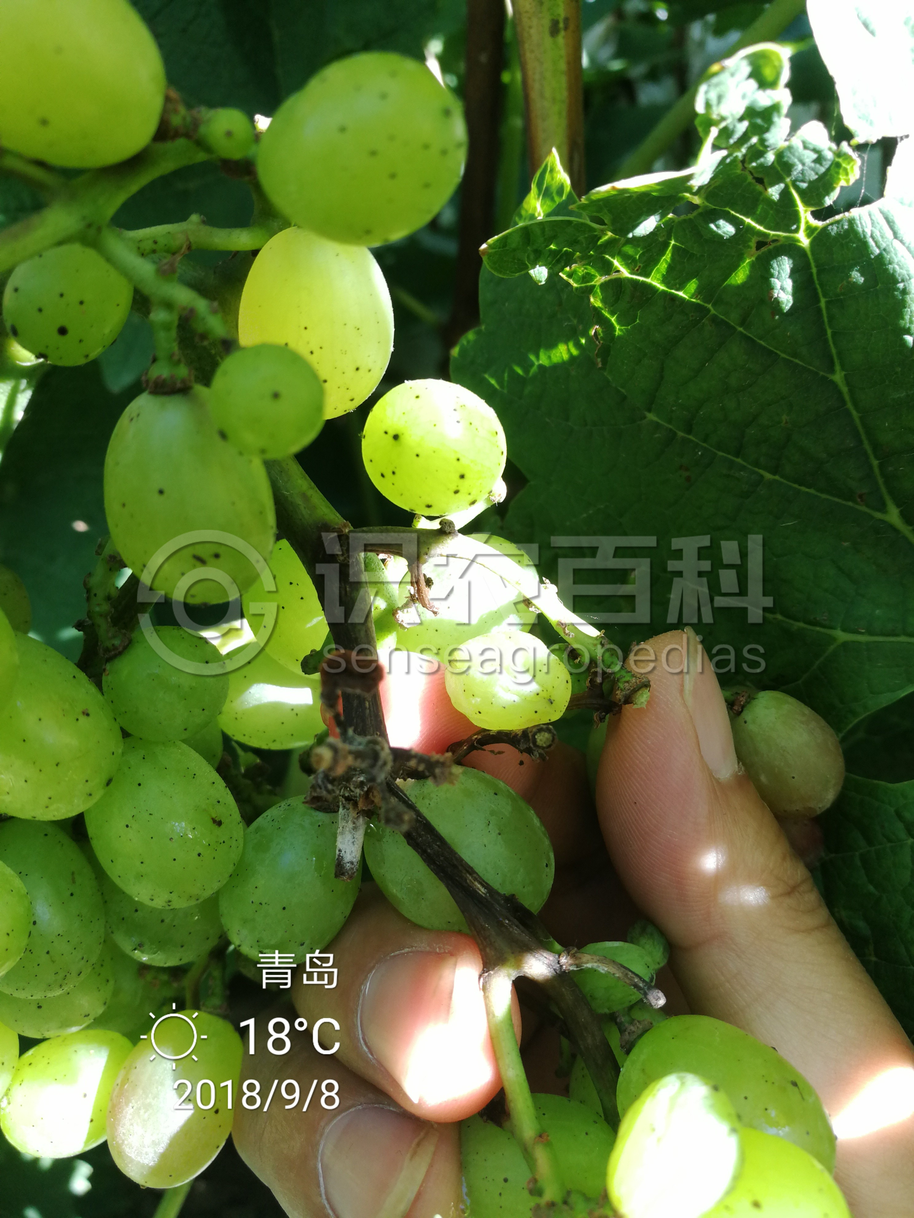 柑橘黄叶症状示例2
