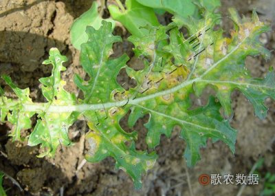 叶芥菜黑斑病