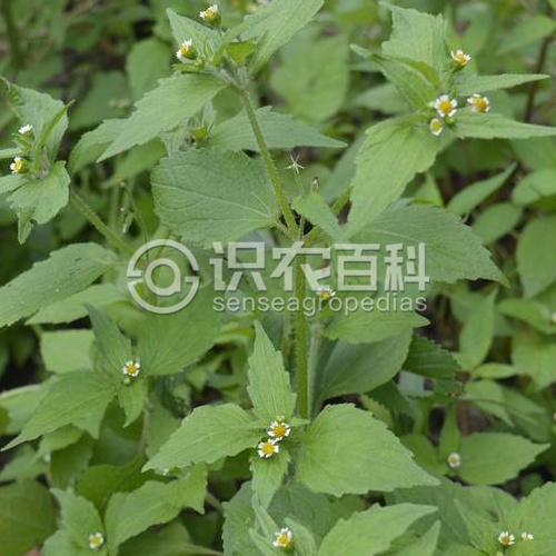 柑橘黄叶症状示例1
